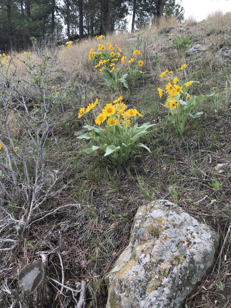 A field of yellow flowers growing on a hillside.