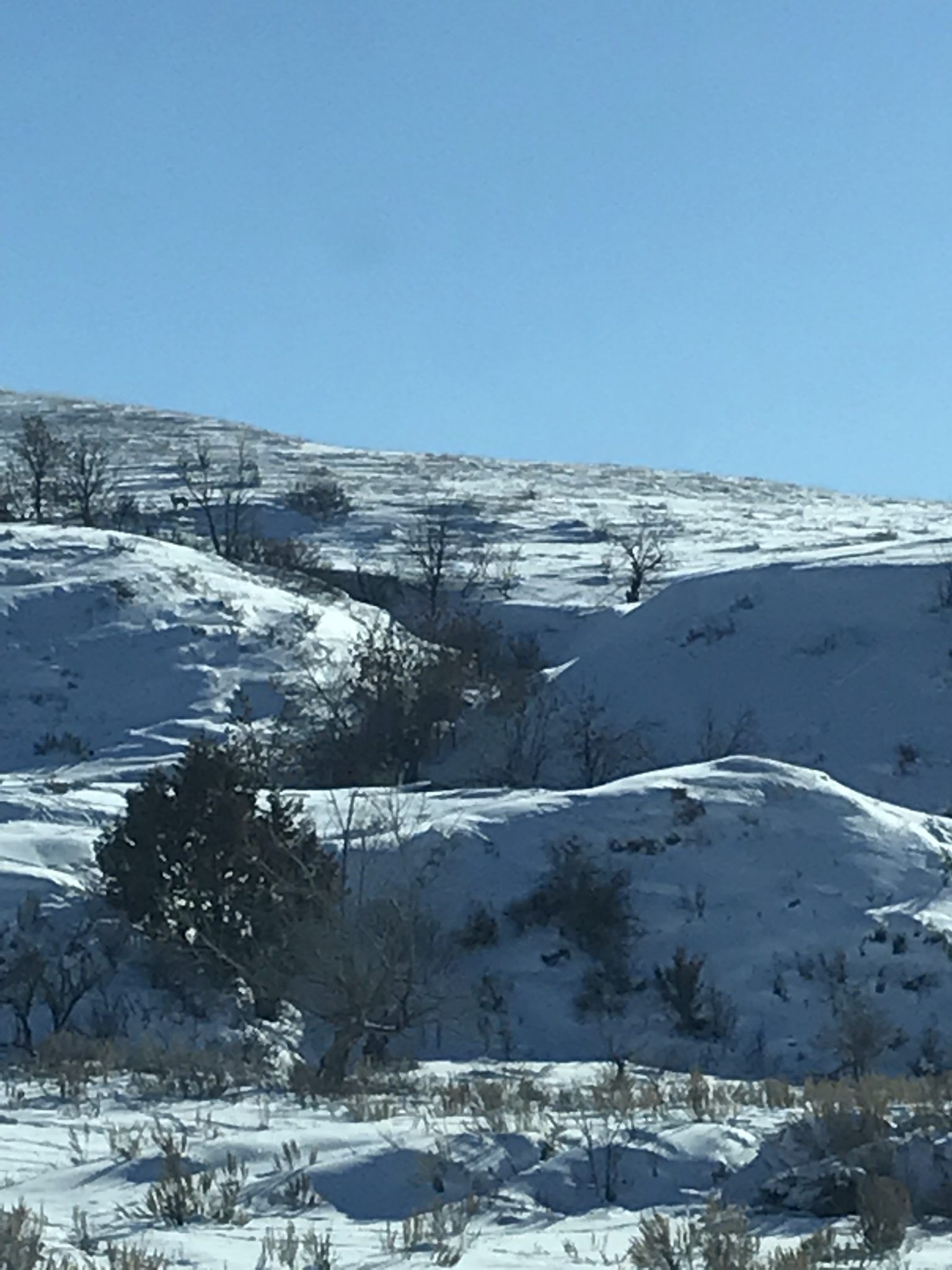 A snowy hillside with trees in the foreground and a blue sky in the background.