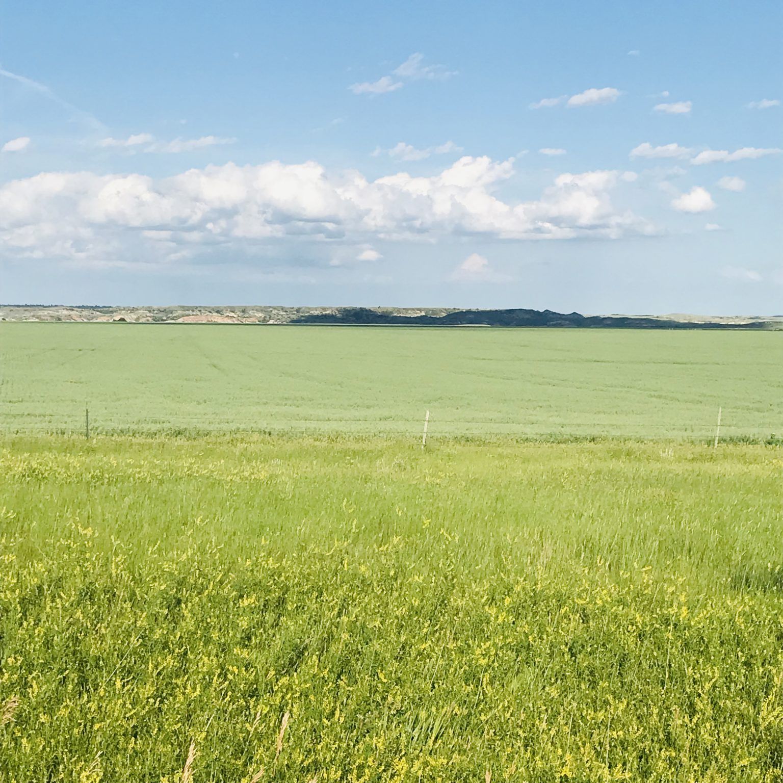 A large green field with a blue sky in the background