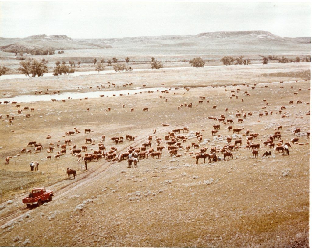 A red truck is driving past a herd of cattle