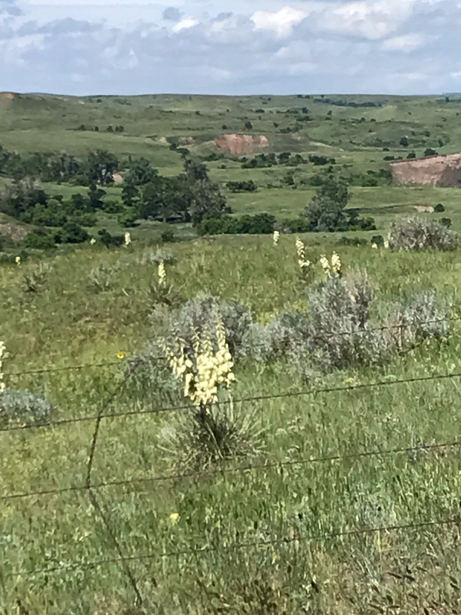 A field of grass and flowers with a fence in the background.
