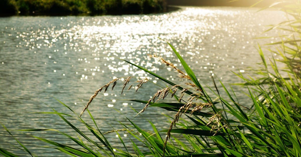 The sun is shining on the water and the grass is growing next to it.