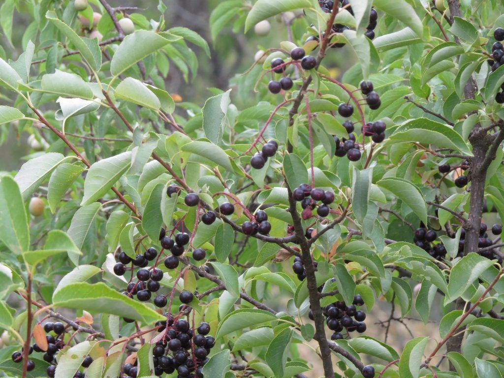 A tree with lots of leaves and berries on it