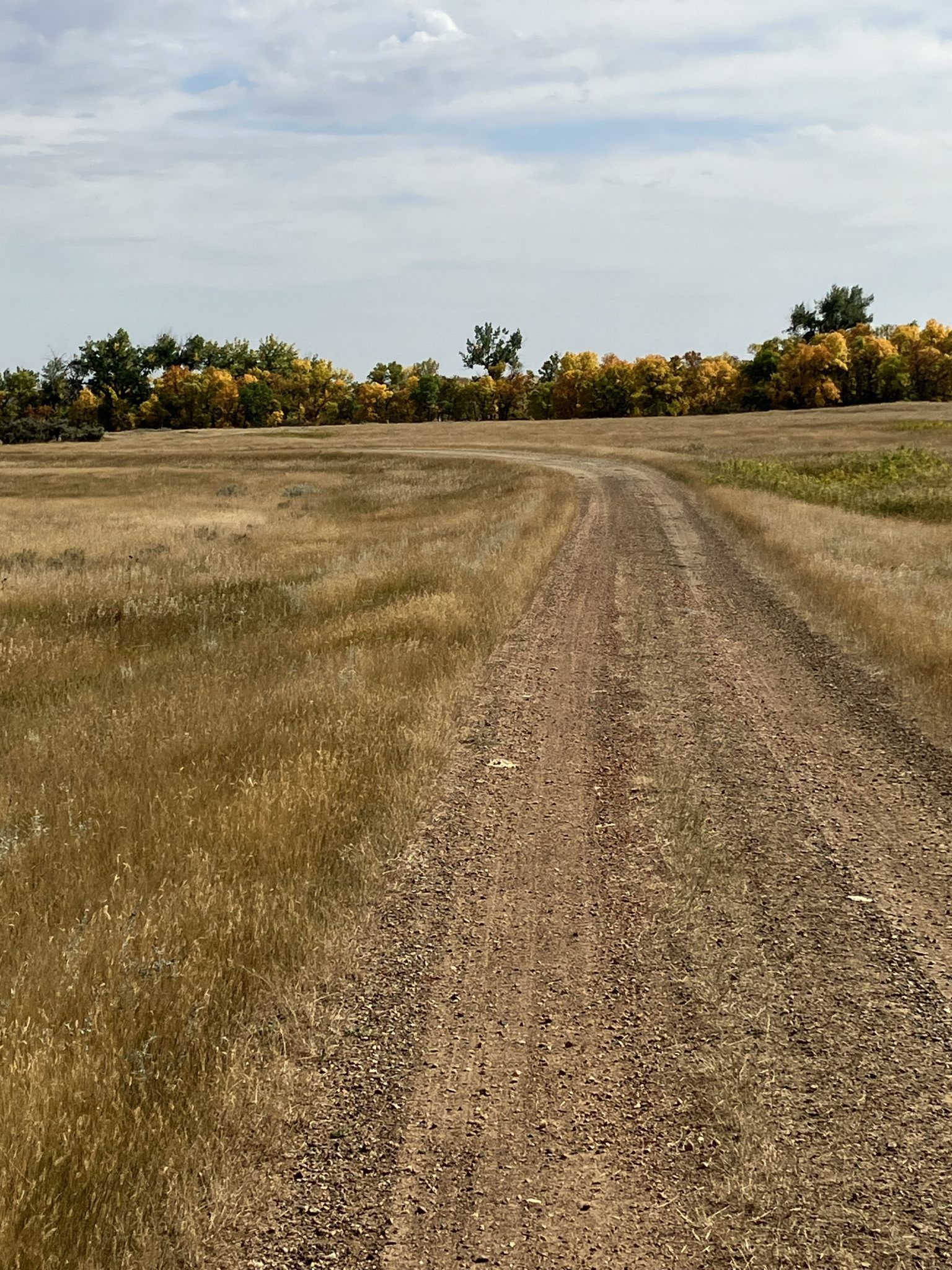 A dirt road going through a field with trees in the background.