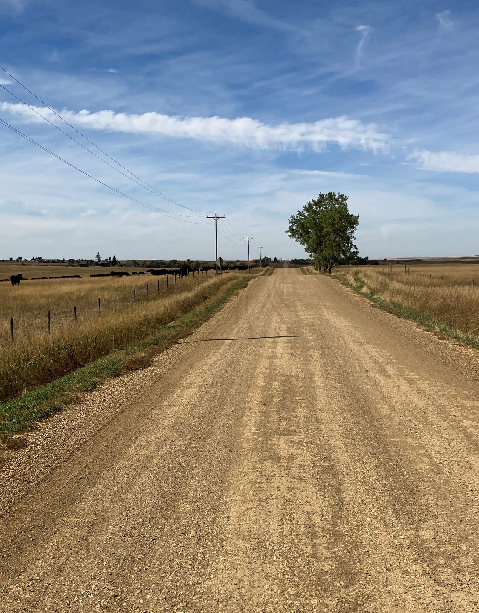 A dirt road going through a field with a tree in the middle