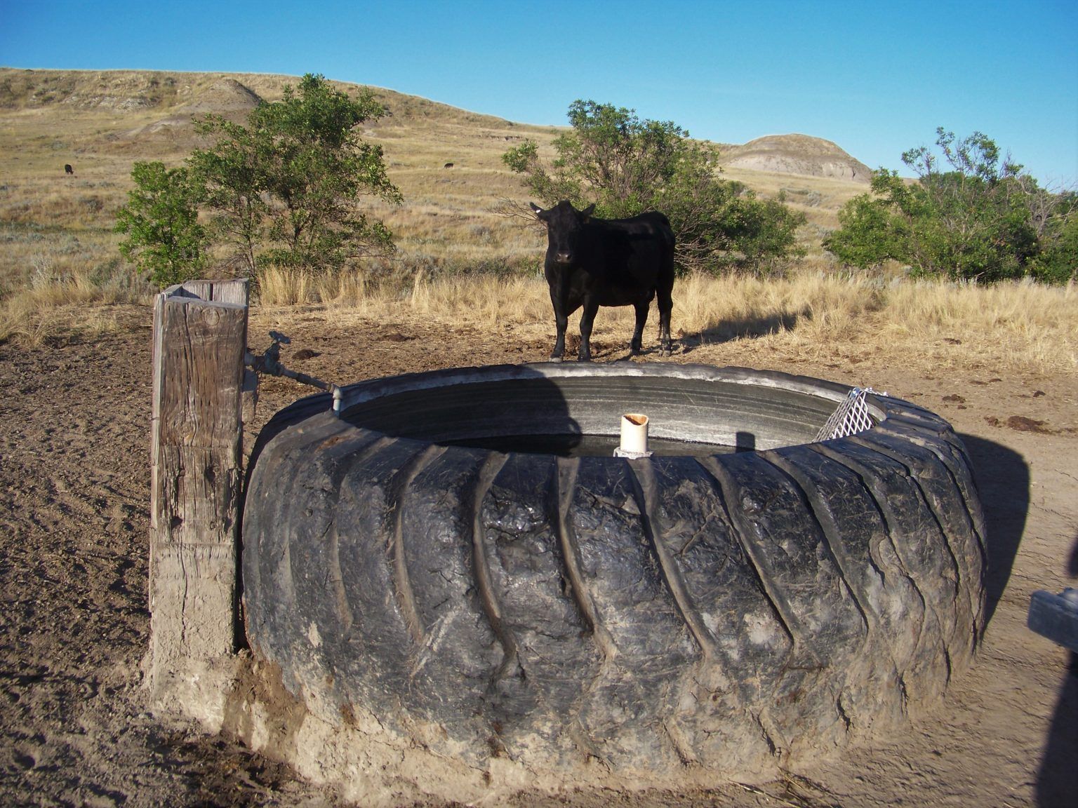 A cow standing next to a large tire in a field