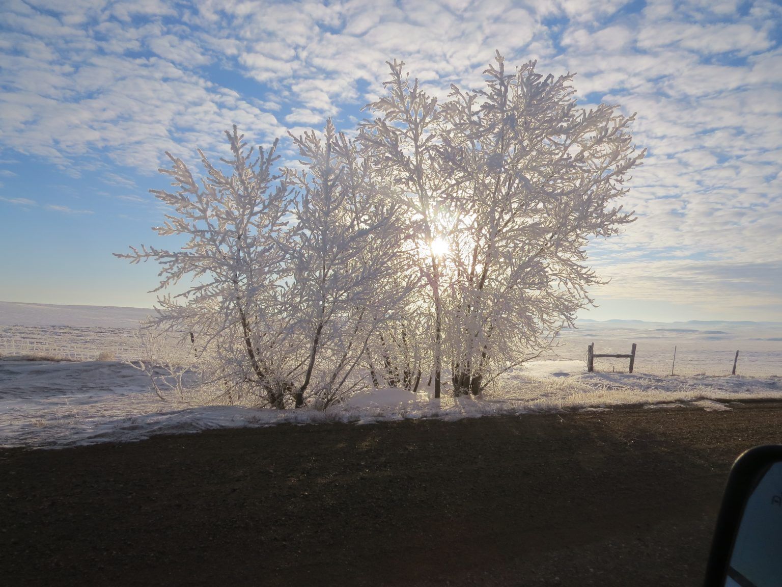 The sun is shining through the snow covered trees