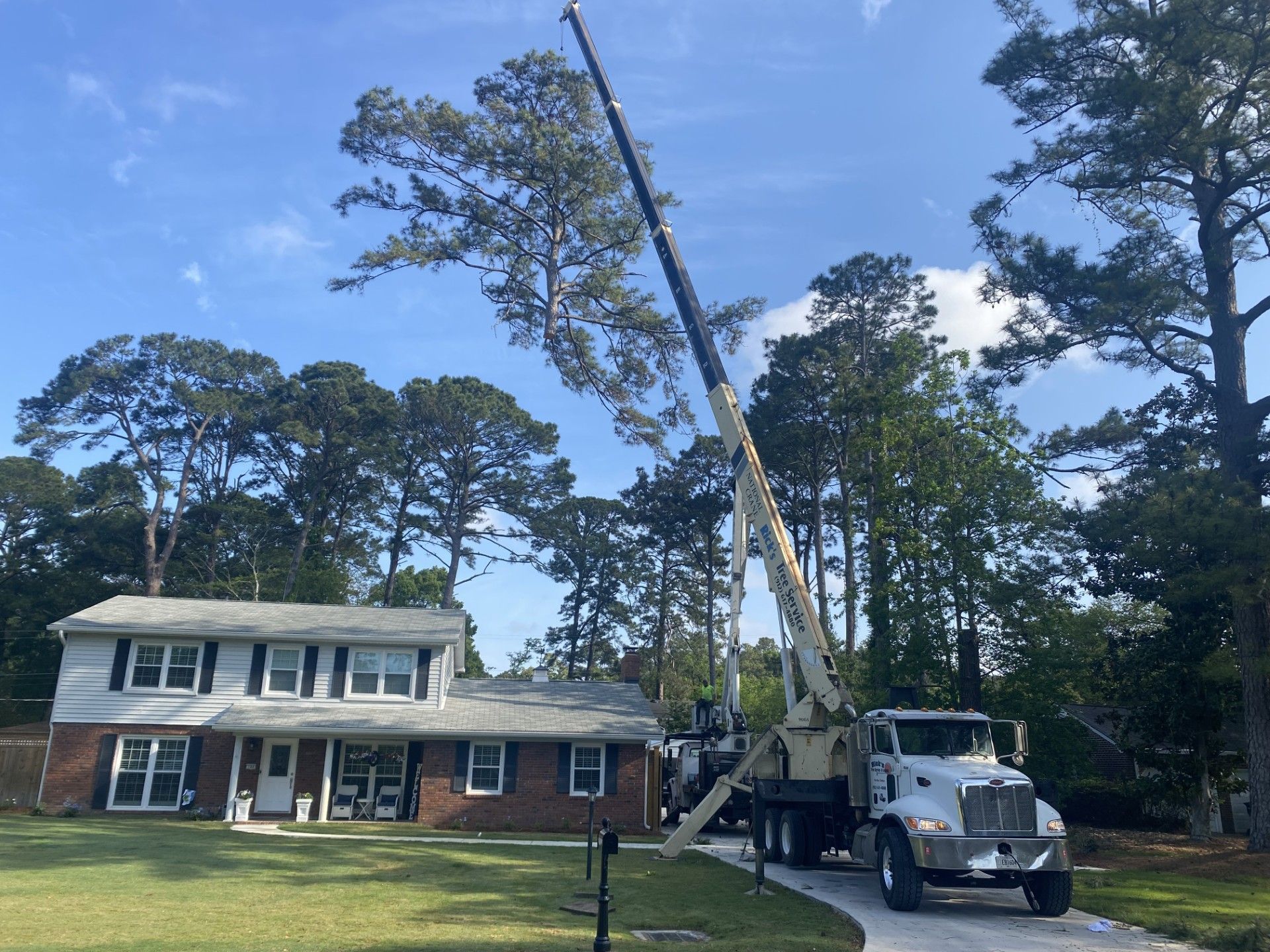 A large pine tree lies toppled over in a grassy residential yard in front of a house, following a storm.
