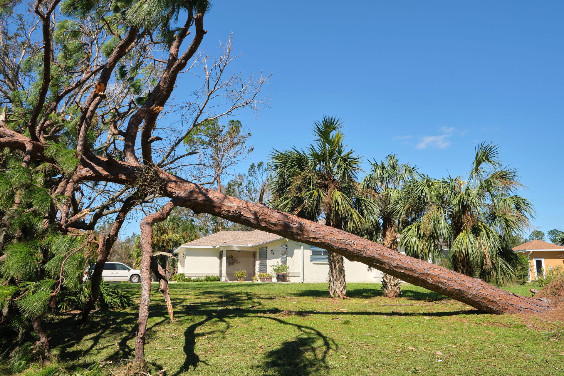A large pine tree lies toppled over in a grassy residential yard in front of a house, following a storm.