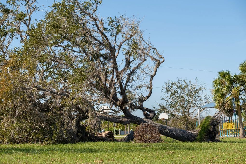 A large tree lies uprooted on a grassy field in a park, with a basketball hoop and playground equipment in the background.