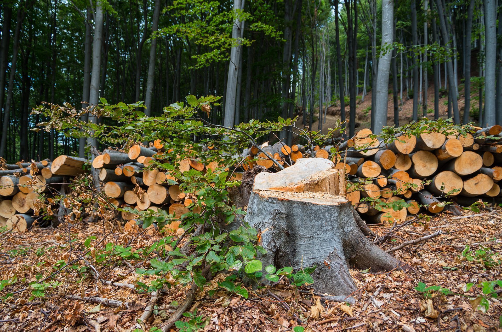 A freshly cut tree stump stands in a forest clearing in front of stacks of felled logs on a carpet of fallen brown leaves.