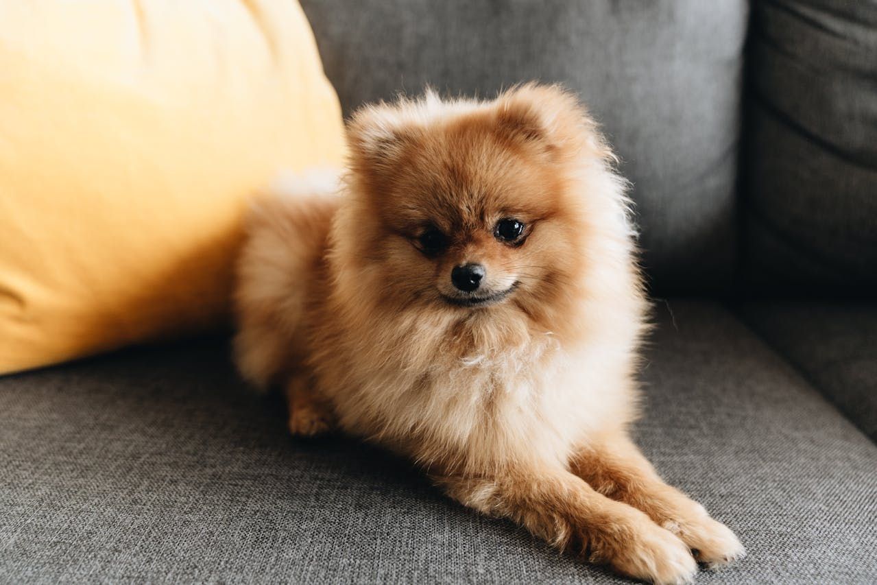 Pet Stain and Odor Removal