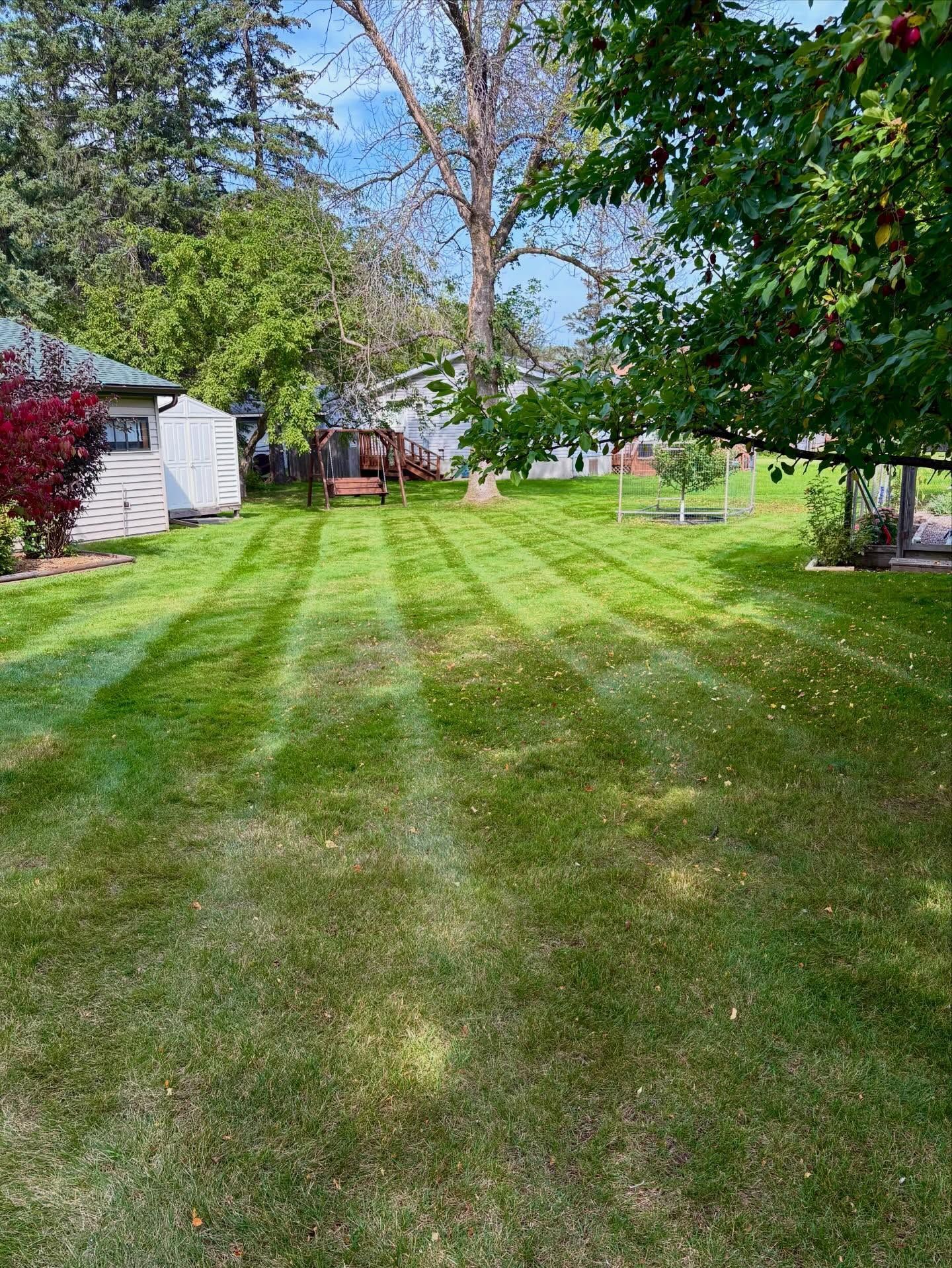 Sunny backyard lawn with a shed, trees, and striped grass stretching toward a red bench.