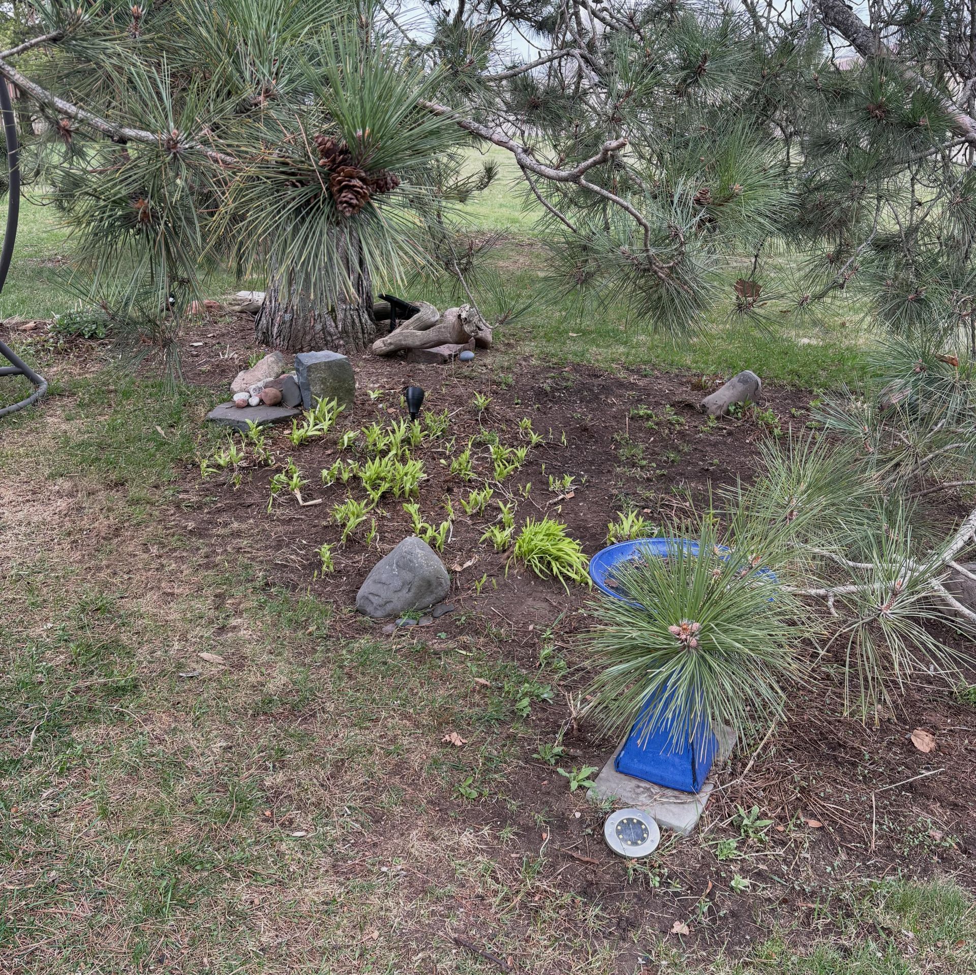 Garden bed under pine tree with rocks, small plants, and a blue plastic container