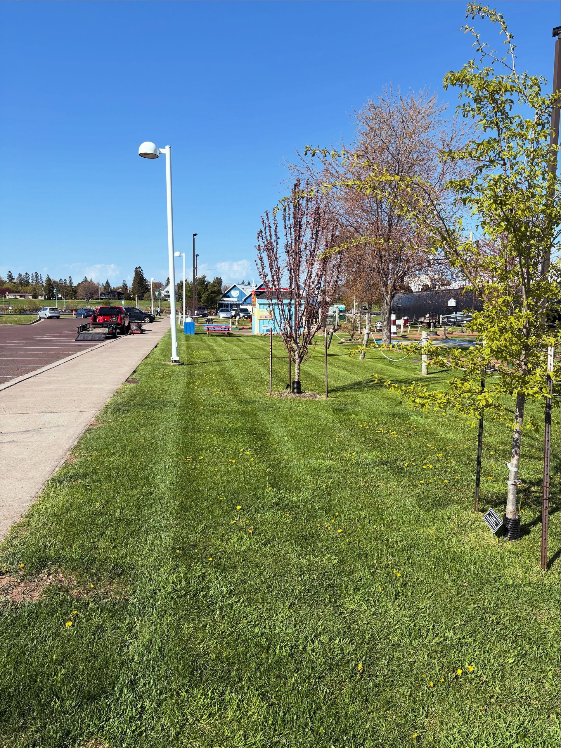 Sunny suburban roadside with green grass, young trees, sidewalk, and streetlights beside parked cars