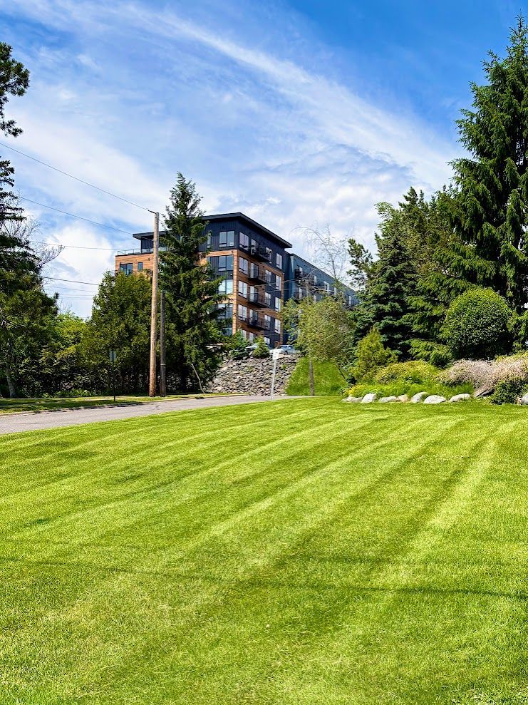 Sunny green lawn with trees and a modern apartment building under a blue sky