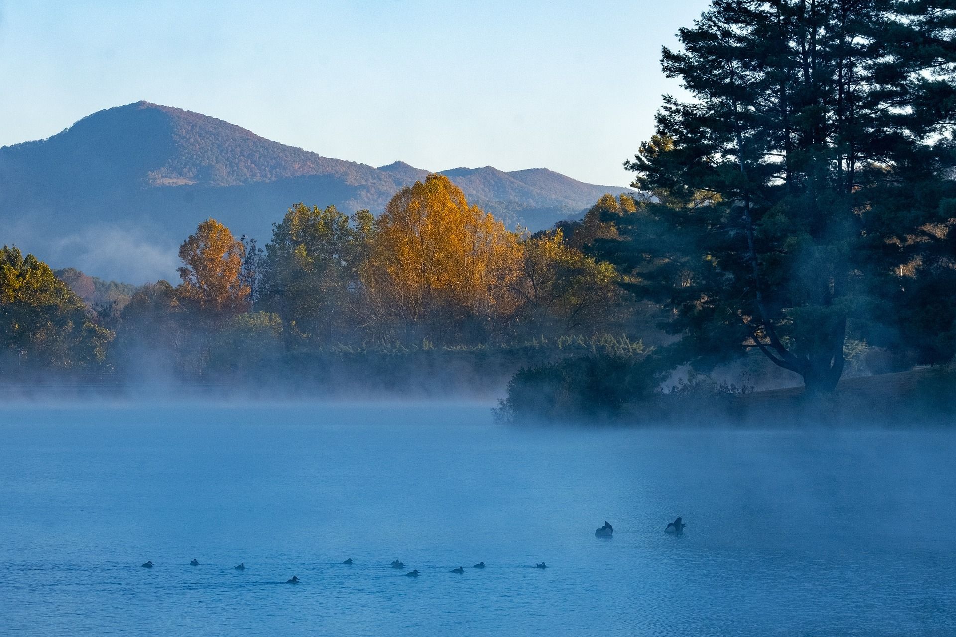 Foggy lake scene with trees, mountains, and ducks.