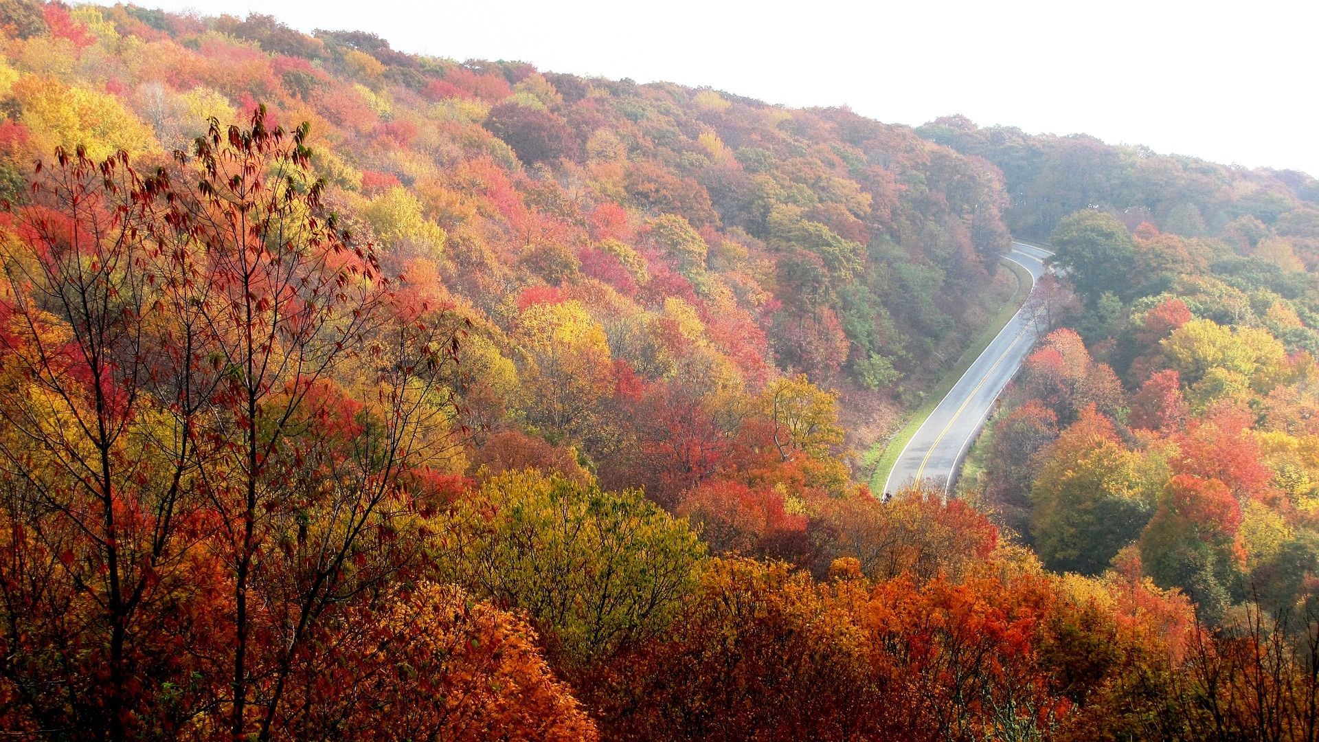 Road winds through a hillside of autumn trees, displaying red, orange, and yellow foliage.