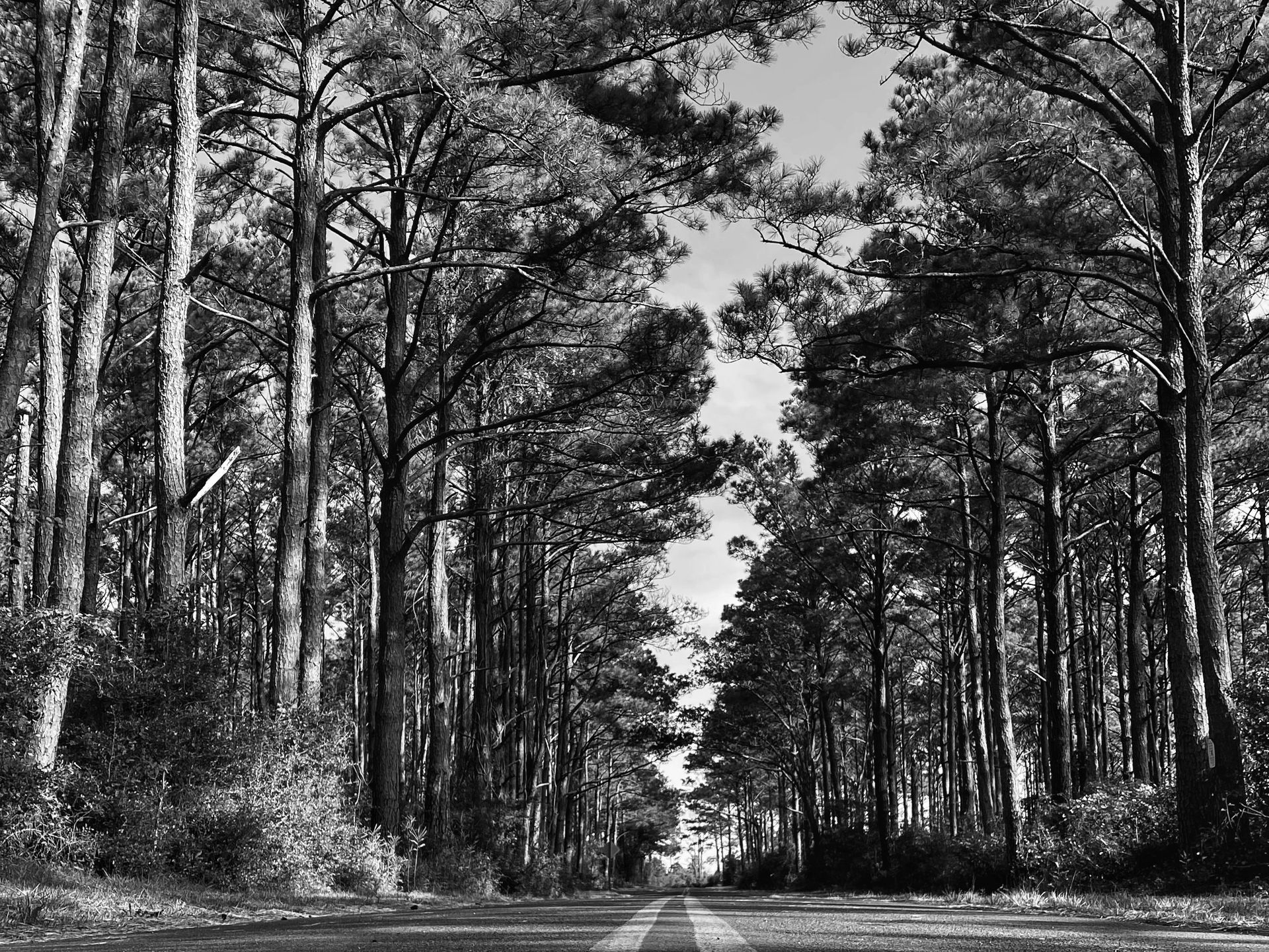 Black and white photo of a road through a forest lined with tall trees, leading towards a bright sky.