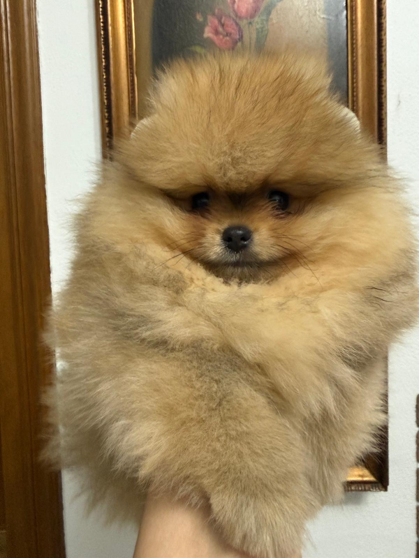 Un pastore tedesco seduto sull'erba accanto a una persona. Il cane è nero focato e ha la lingua di fuori.