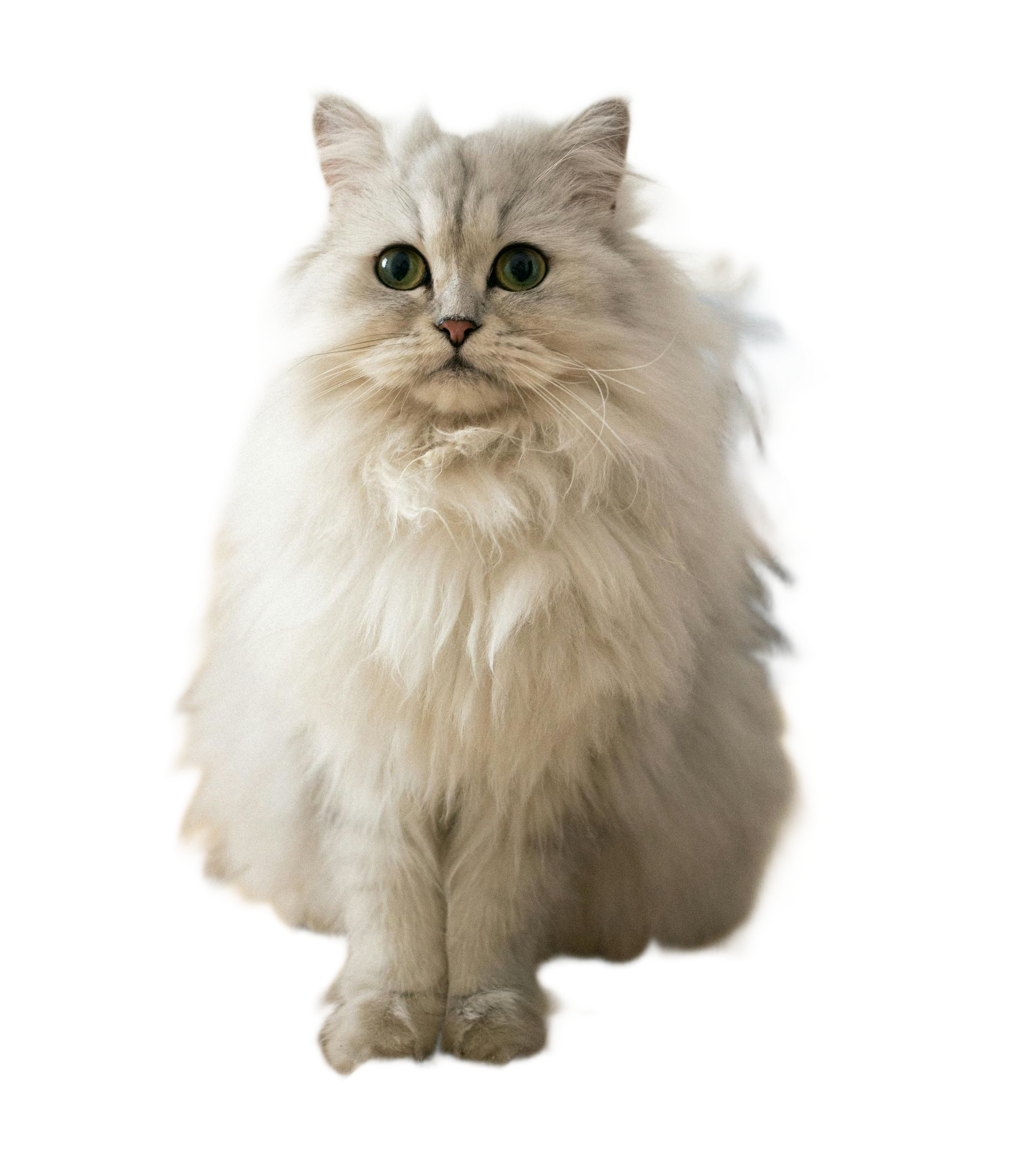 happy cat