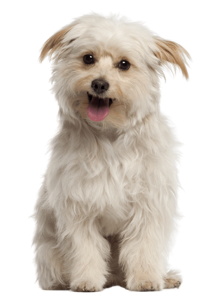 happy dog