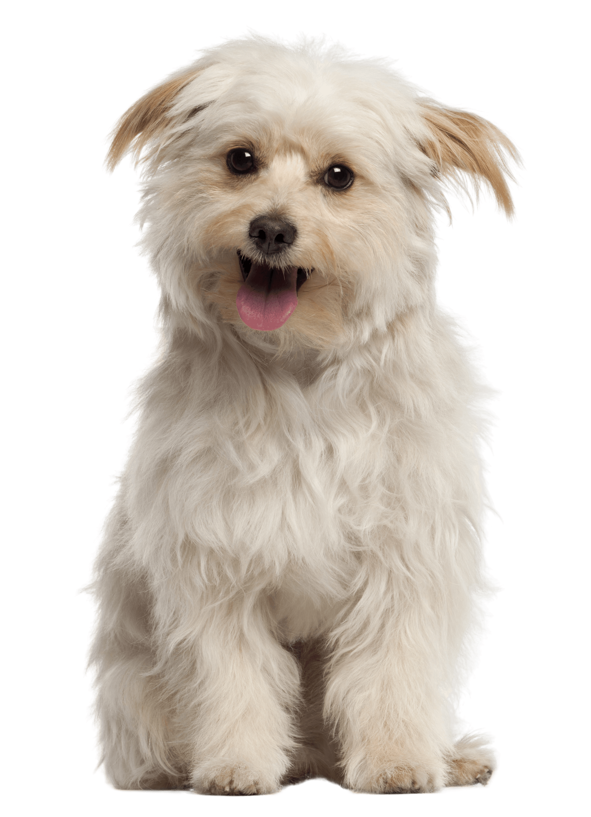 happy dog