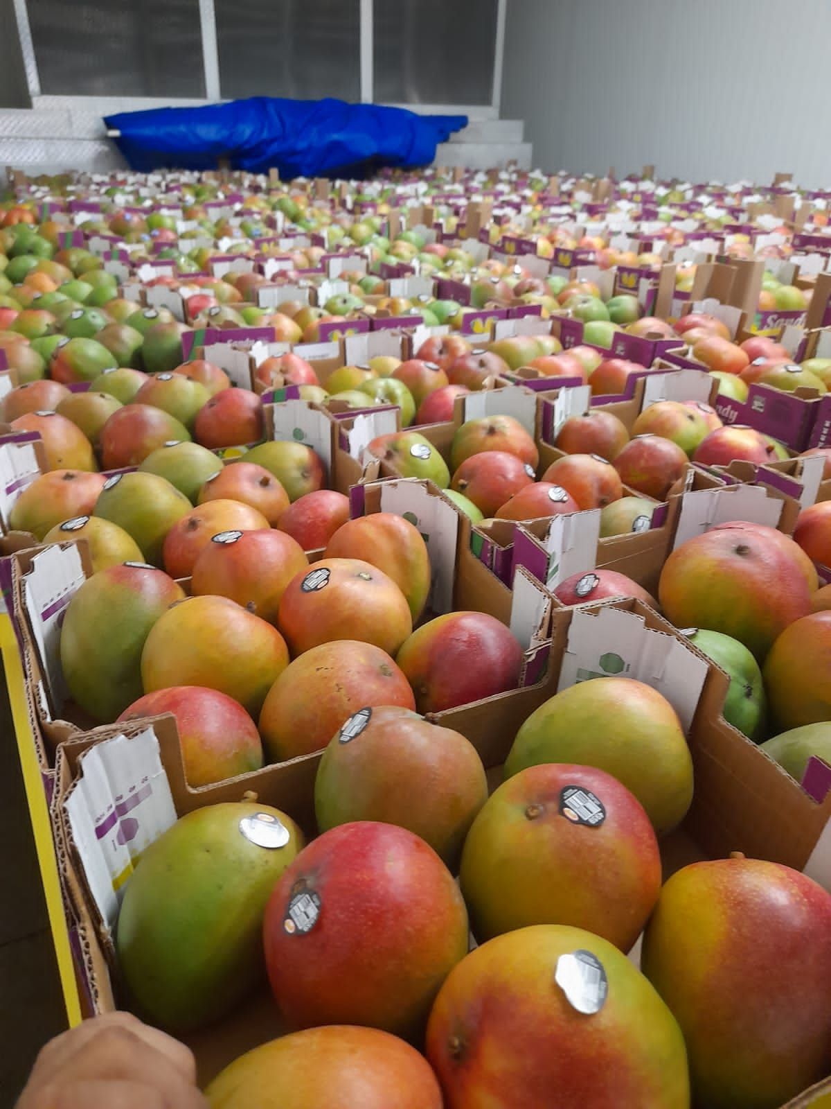 Boxes overflowing with ripe, colorful mangoes, in a warehouse setting.