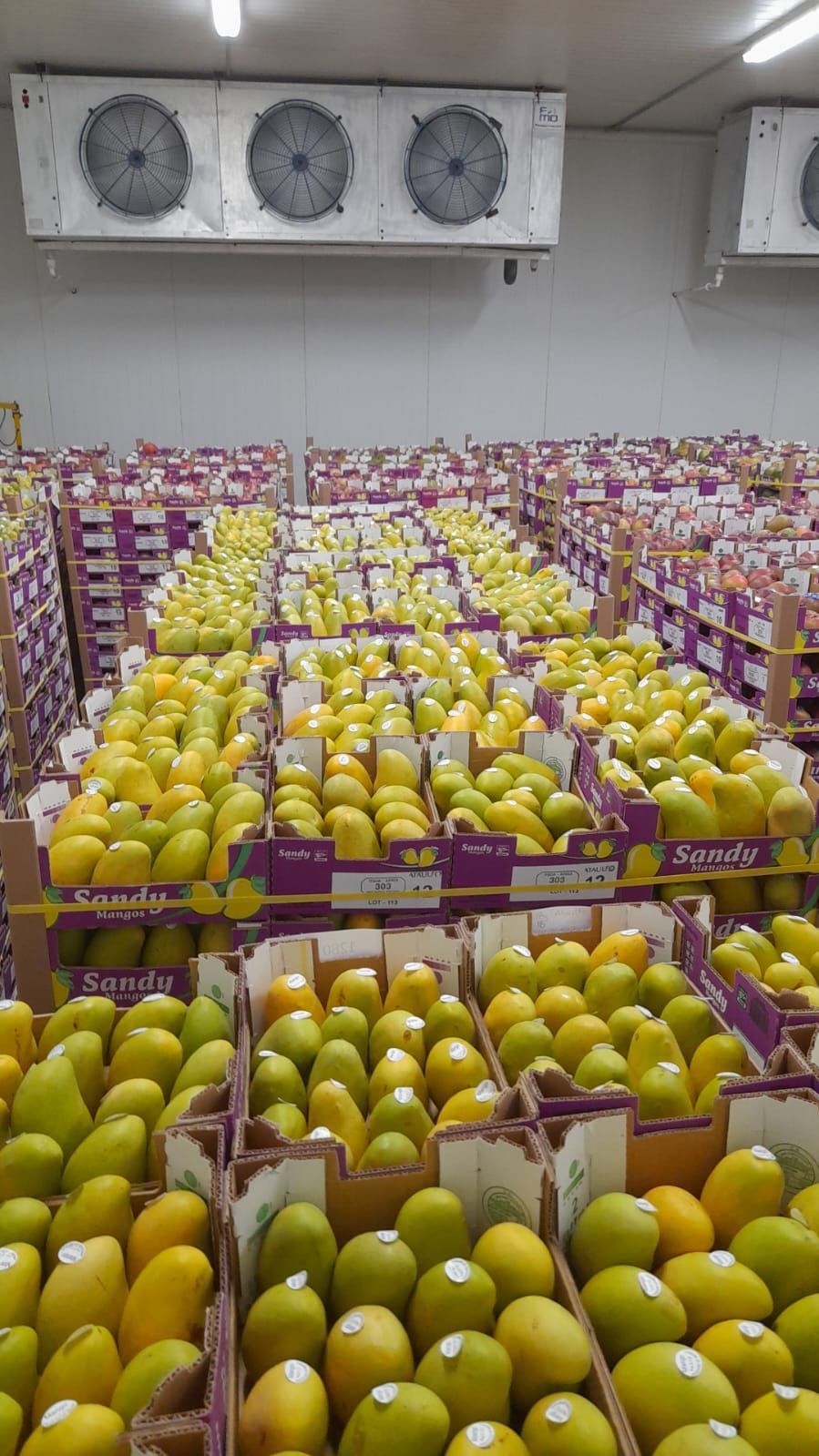 Boxes of ripe yellow mangoes stacked in a large refrigerated warehouse.