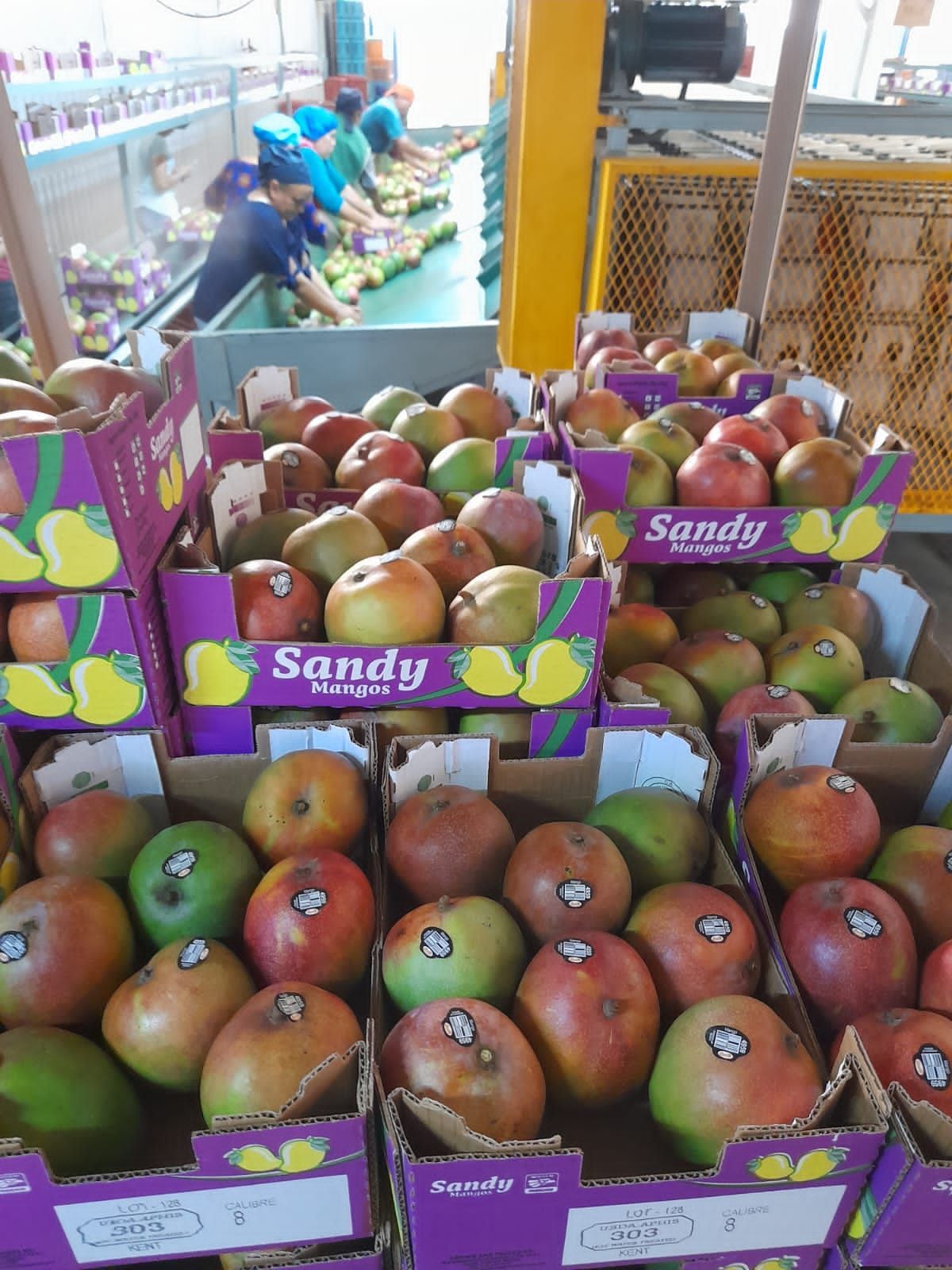 Boxes of mangoes on conveyor belt at a packing facility, workers in background.