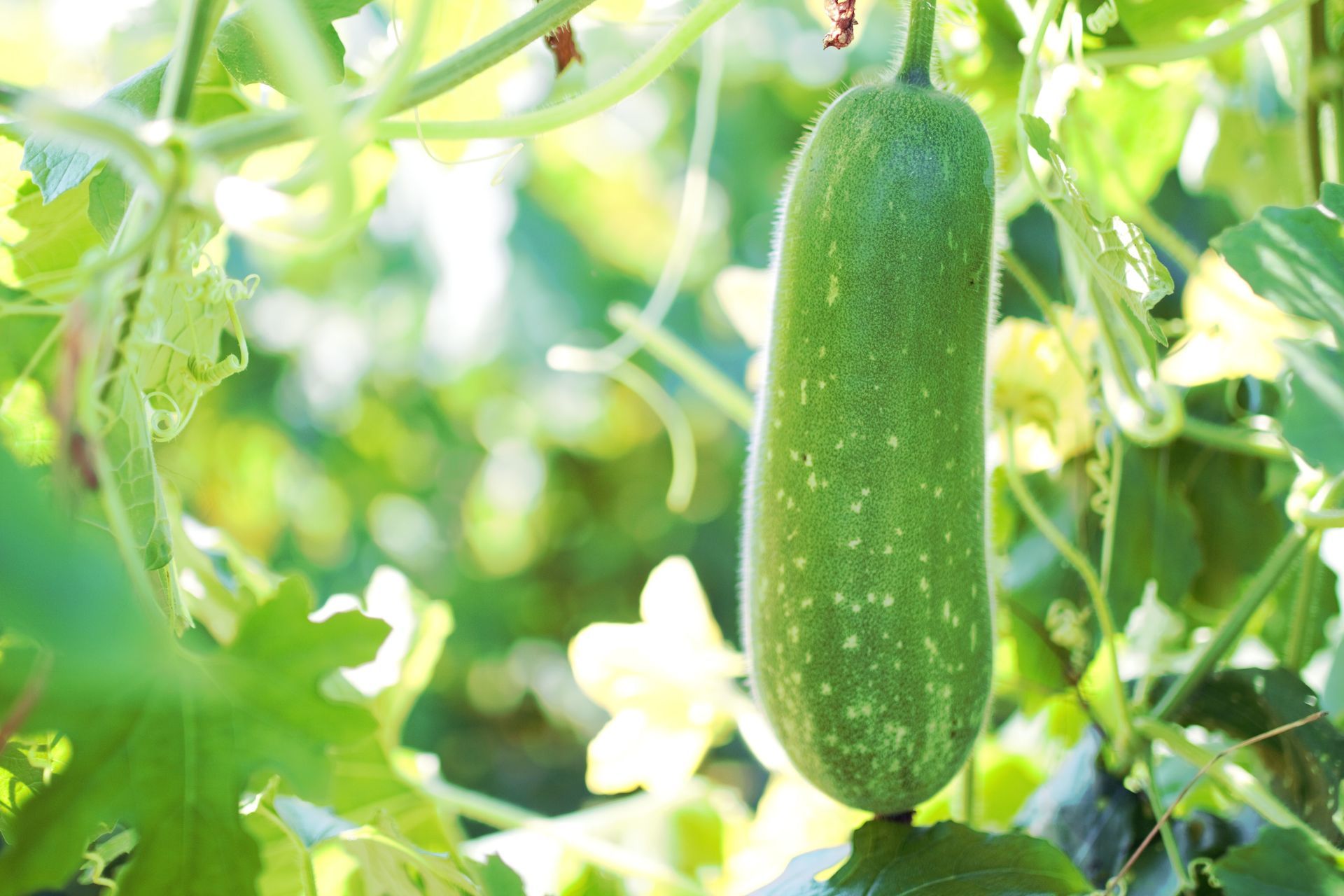 Green Mo Qua hanging from a vine, surrounded by green leaves and soft sunlight.