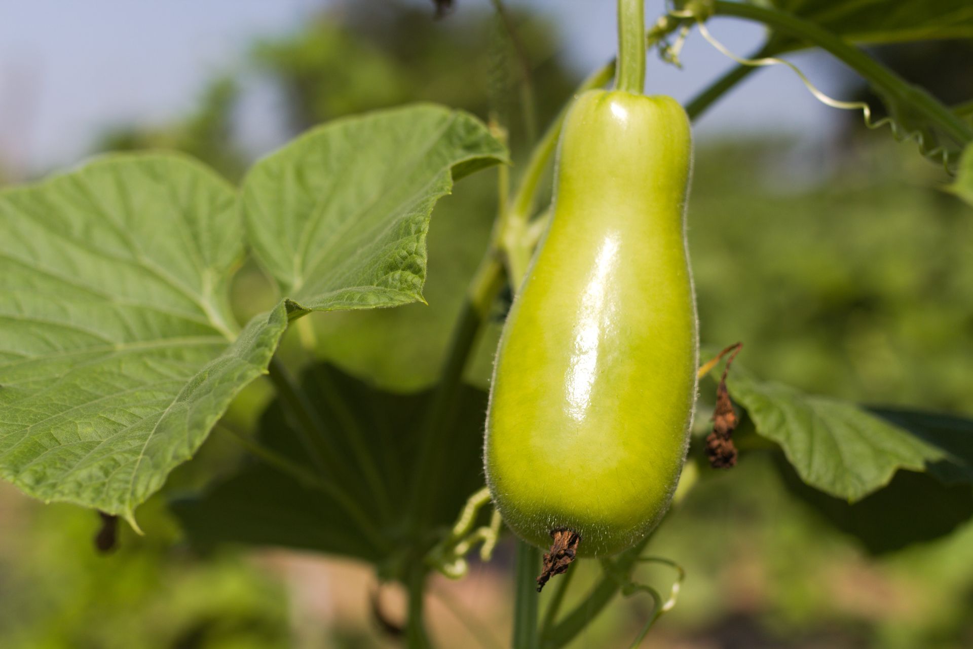 Green bottle gourd hanging on a vine, surrounded by large green leaves.