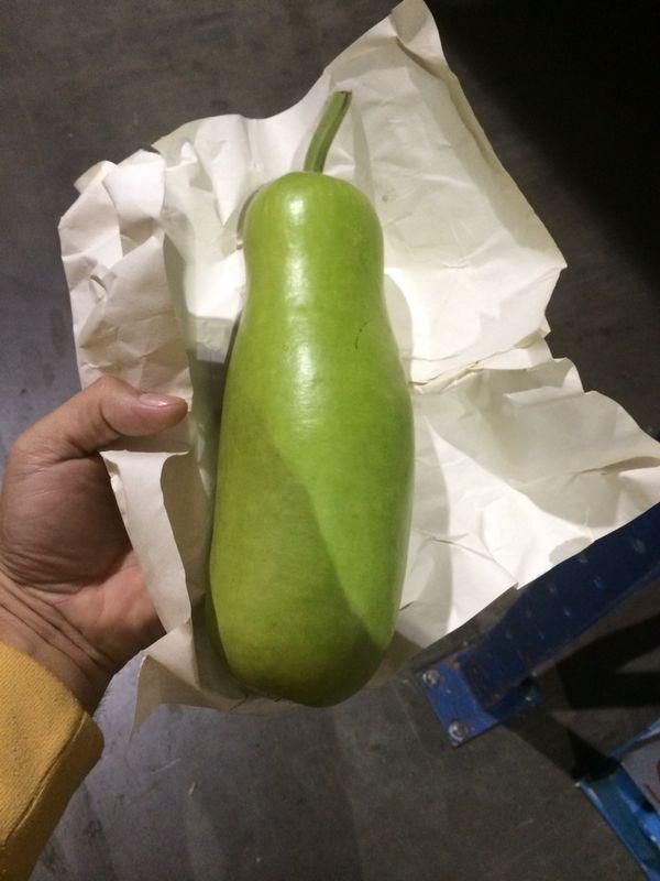 Green Opo , held in hand, wrapped in white paper.
