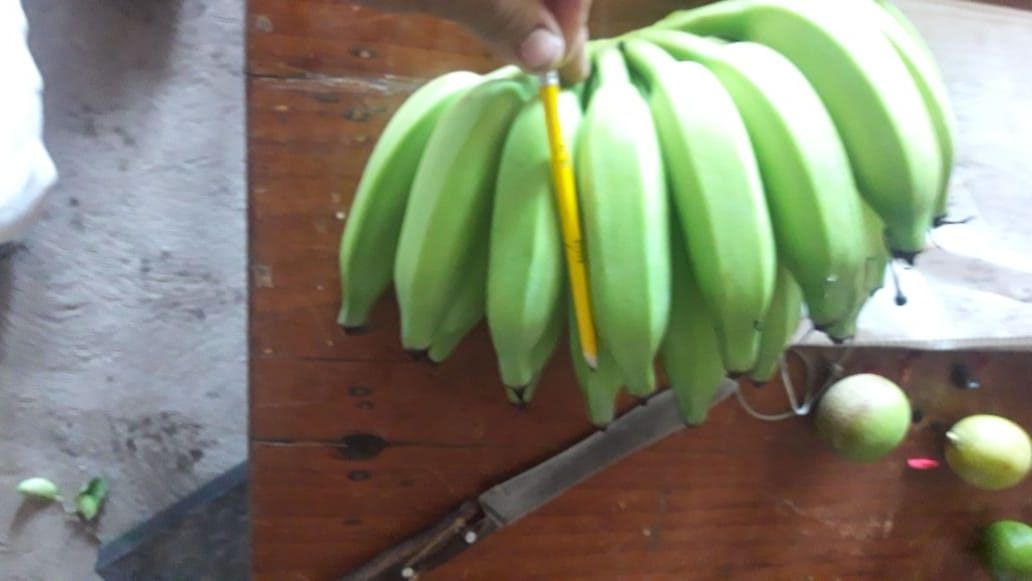 Bunch of green bananas with a pencil next to them.