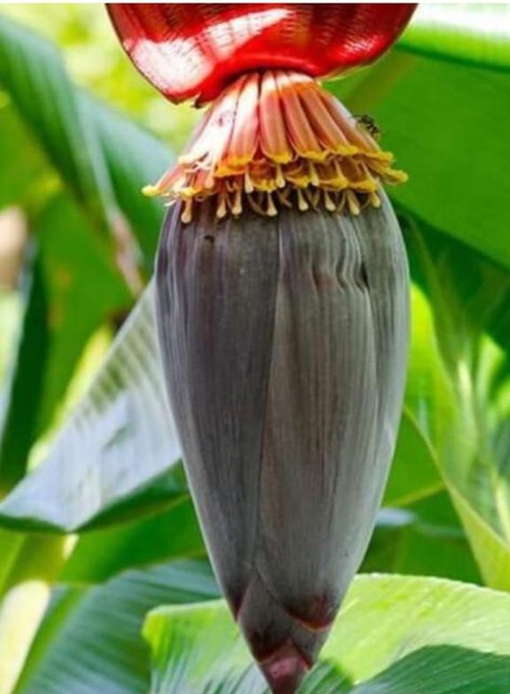 Banana blossom, purple bud with layered orange flowers. Set against green banana leaves.