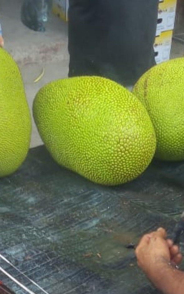 Three large, green, textured jackfruit on a dark surface, possibly a table.