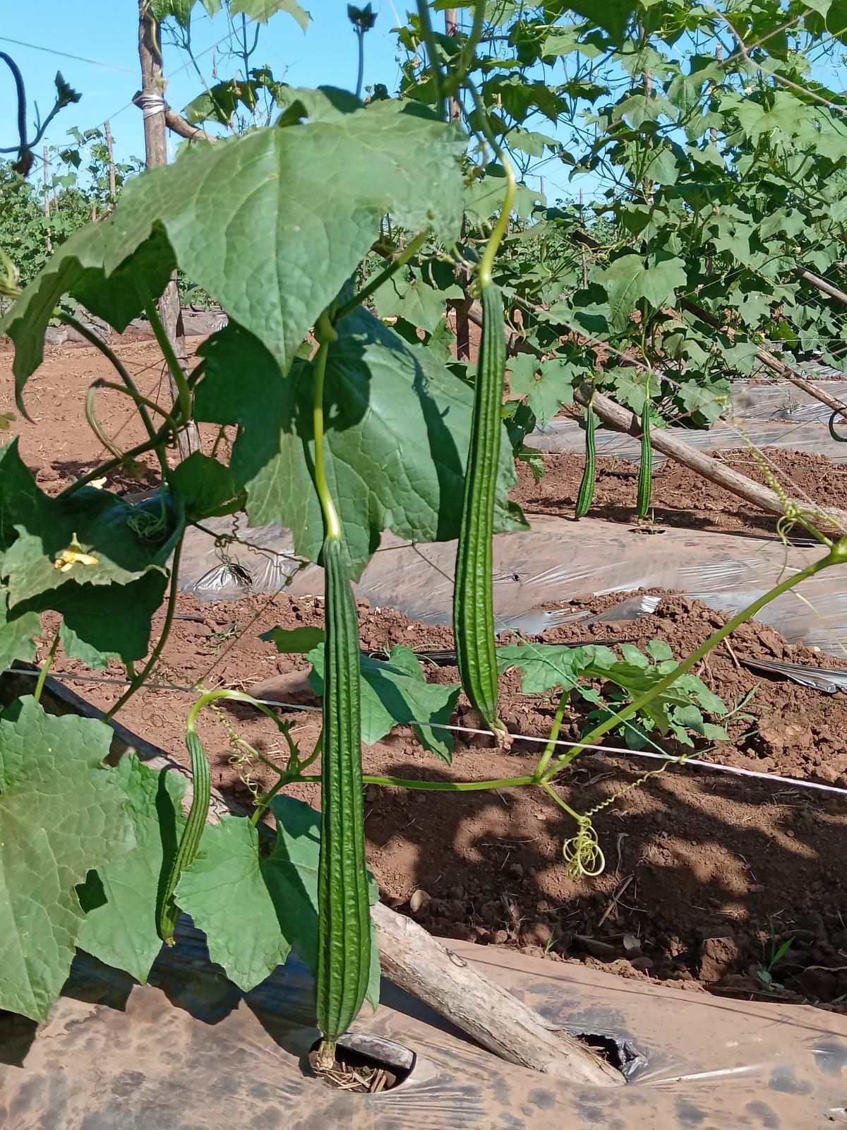 Long green ridged gourds hanging from vine in a field.