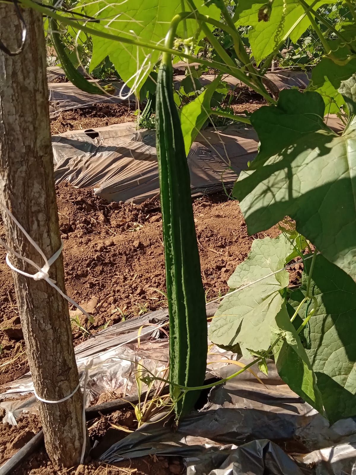 Long, green ridged gourd hanging from vine, growing on a farm near a wooden stake.
