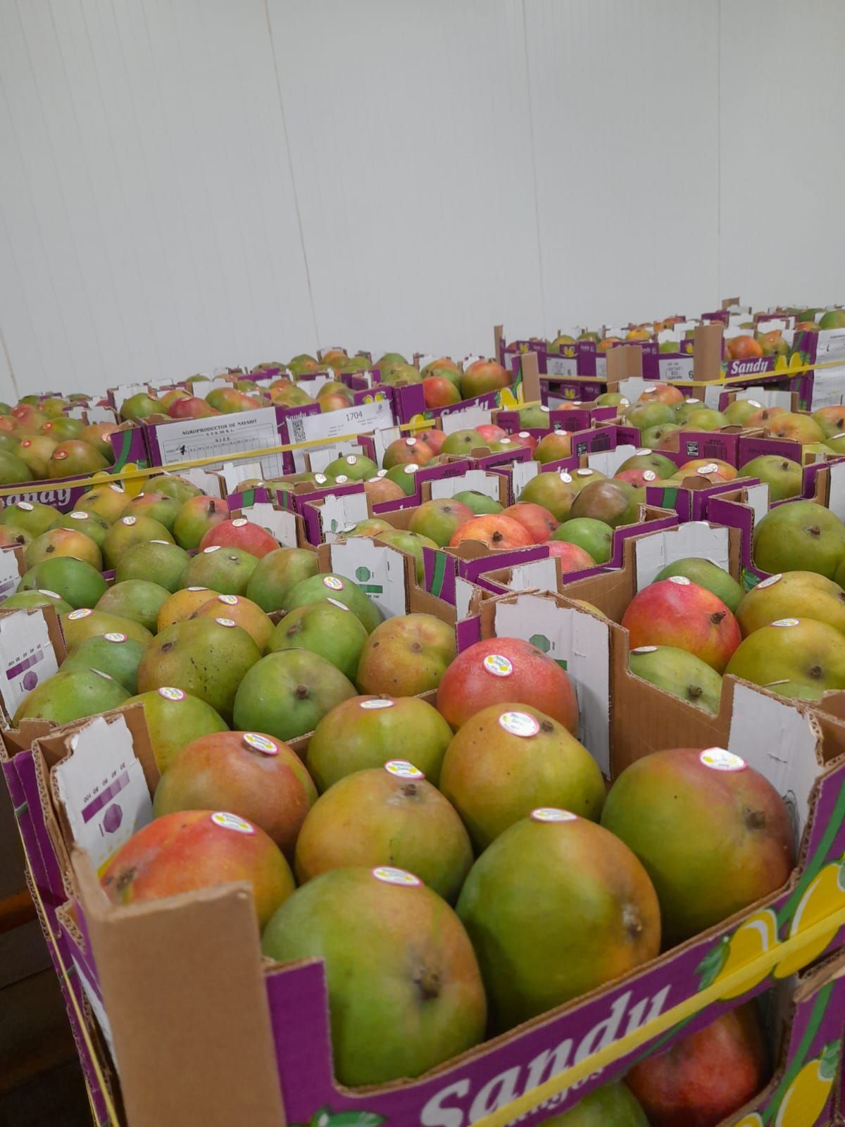 Boxes overflowing with mangoes, varying colors of green, orange and red, in a warehouse setting.