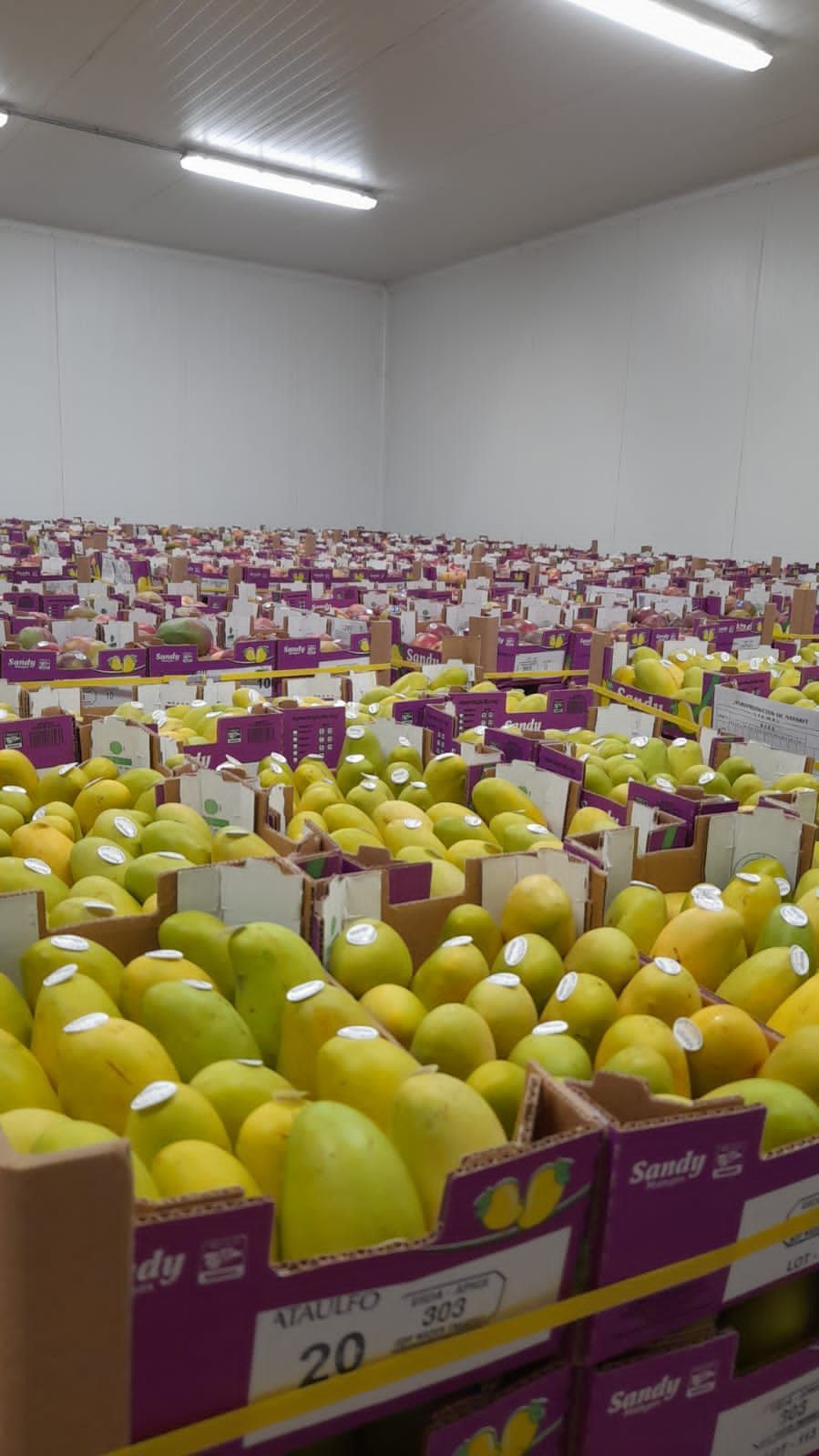Boxes of yellow fruit, likely mangoes, stacked high in a cold storage warehouse.