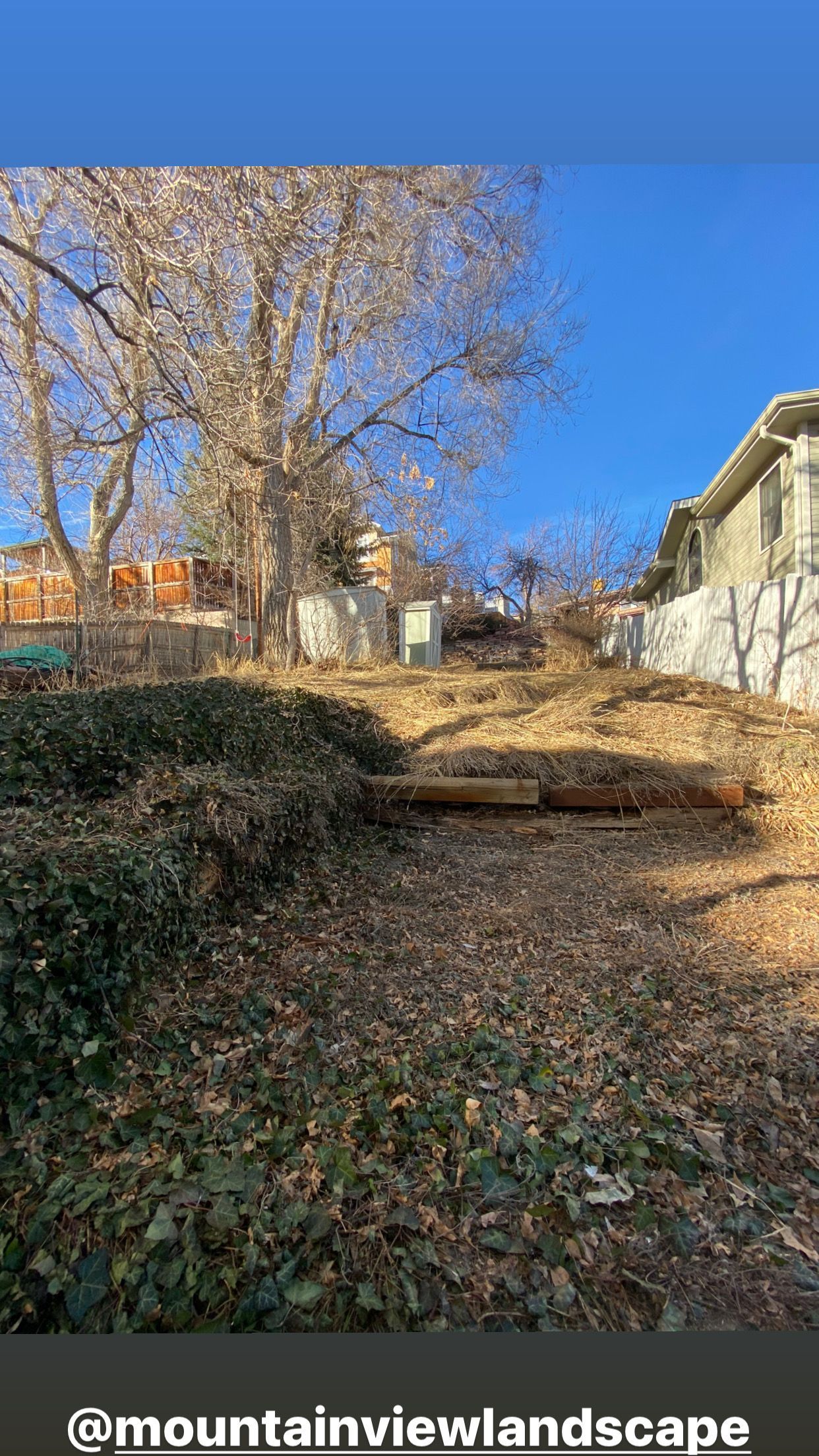 A sunny backyard with dry foliage, a wooden structure, and a building on the right.
