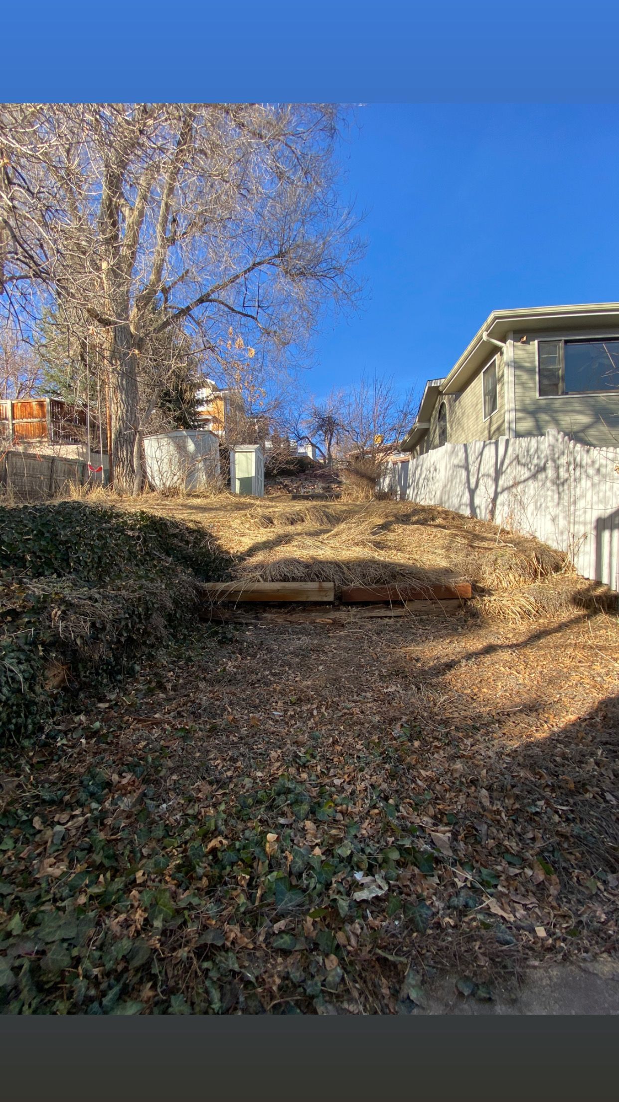 A sloped backyard covered in wood chips, with a tree, fence, and a house under a blue sky.