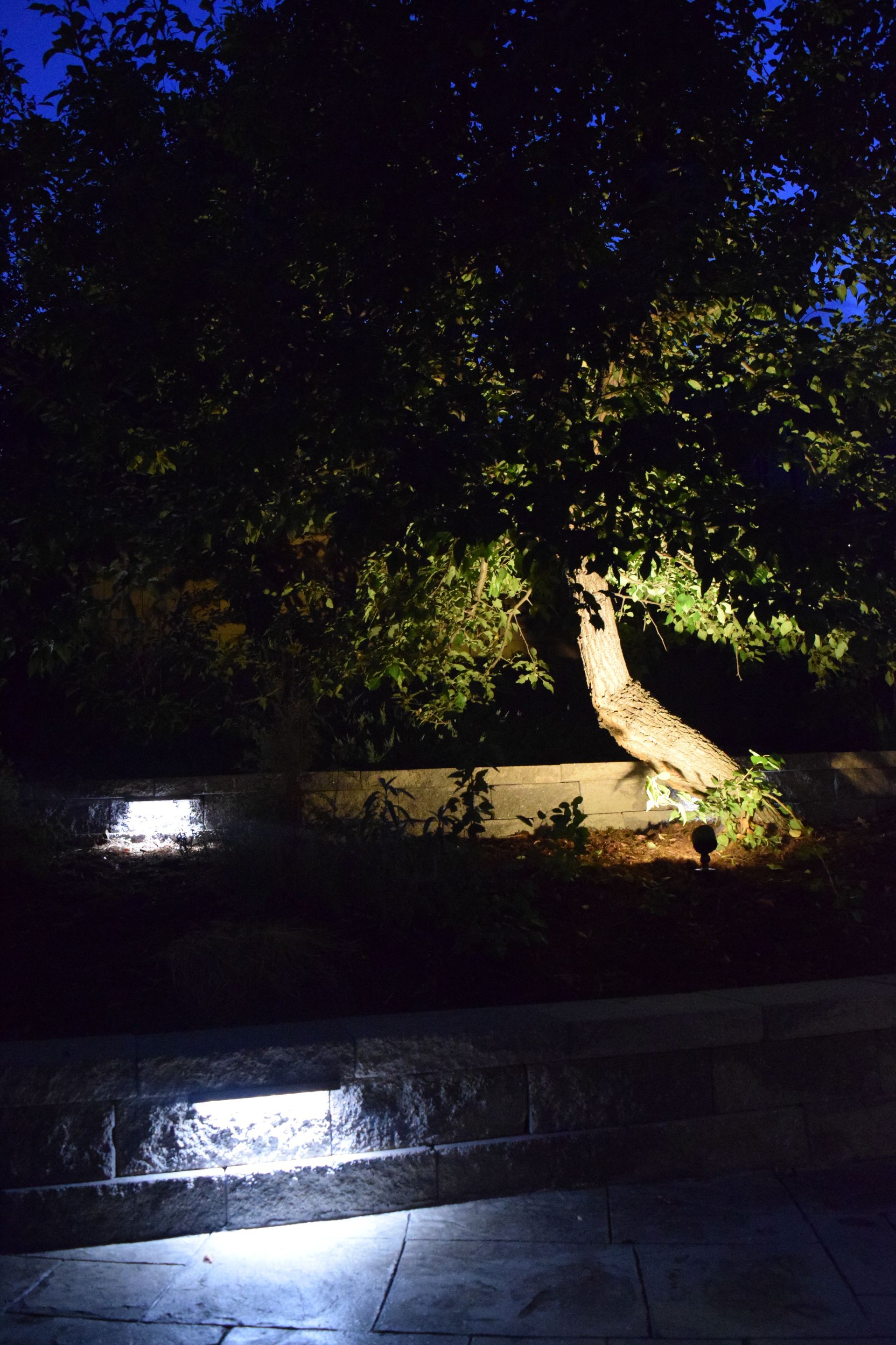 Night view of a tree lit up by spotlights. Two rectangular lights on a stone patio illuminate the foreground.