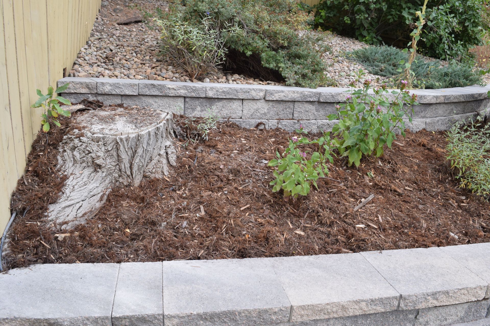 A raised garden bed with a tree stump, mulch, and greenery. The bed is bordered by gray bricks.