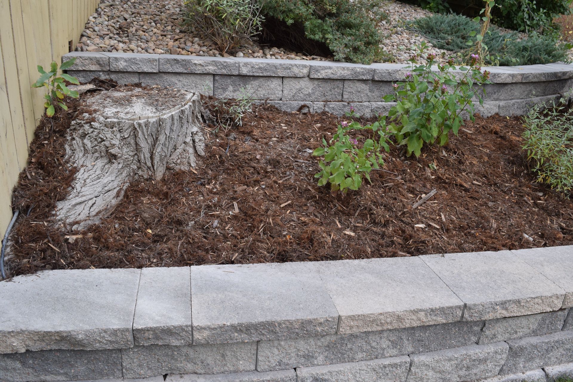 A tree stump in a mulched garden bed, surrounded by a stone retaining wall.