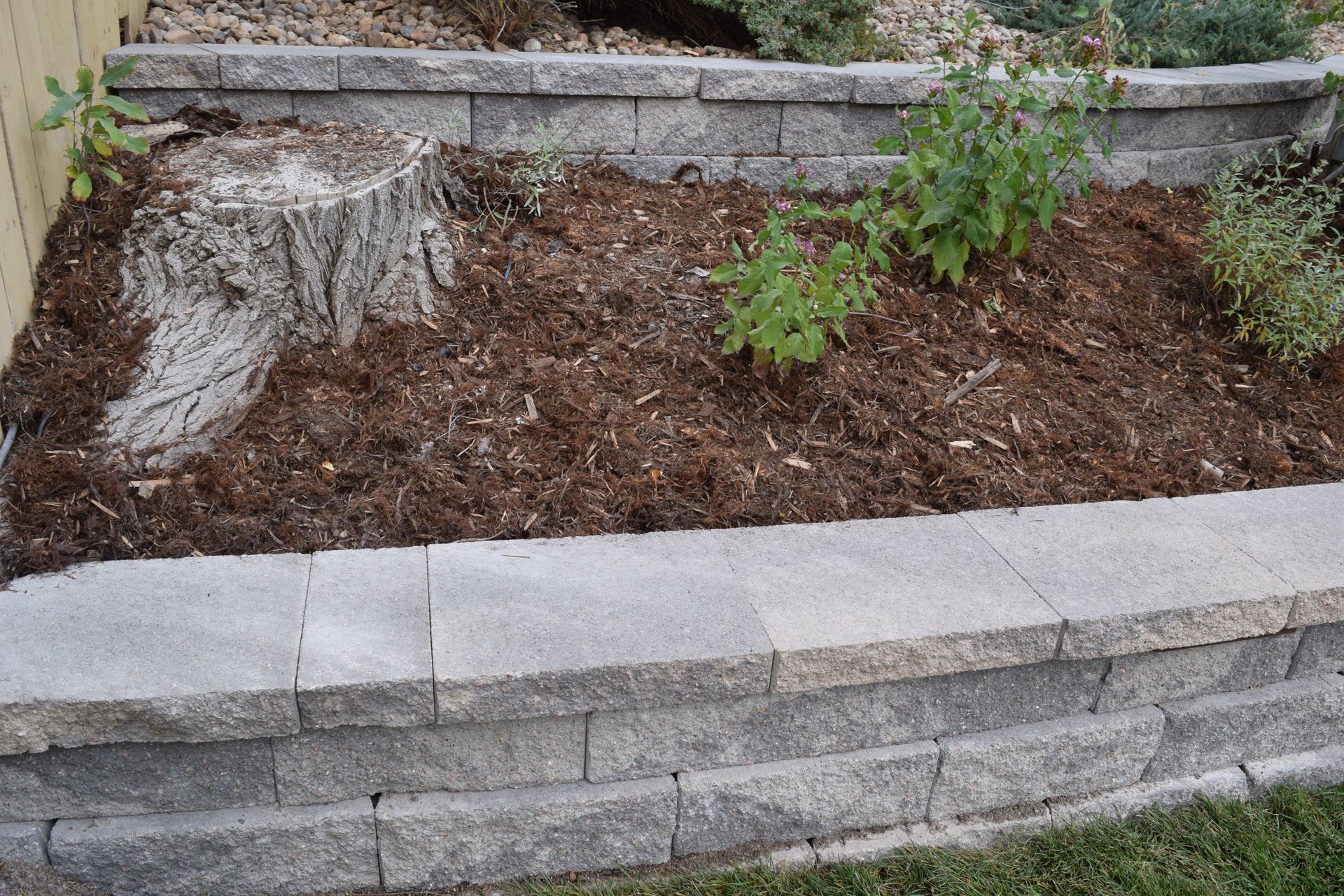 A raised garden bed with a stone retaining wall, mulch, plants, and a tree stump.