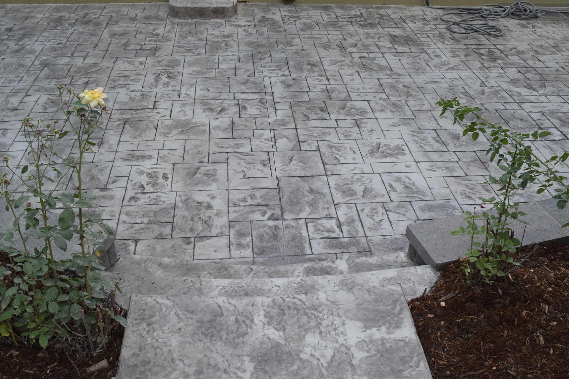 Gray stamped concrete patio with two small rose bushes.