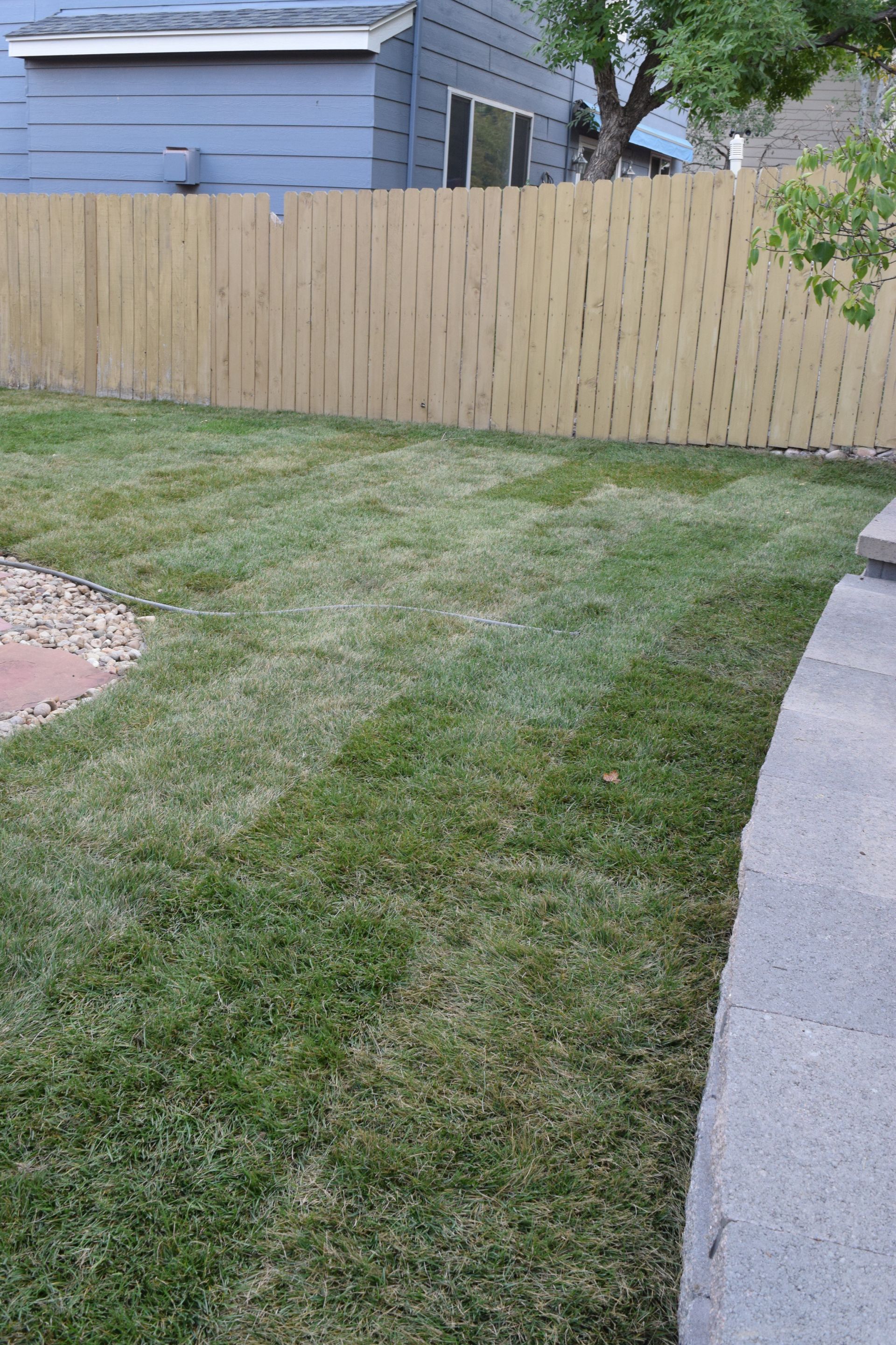 Green backyard lawn with tan wooden fence and a blue house.
