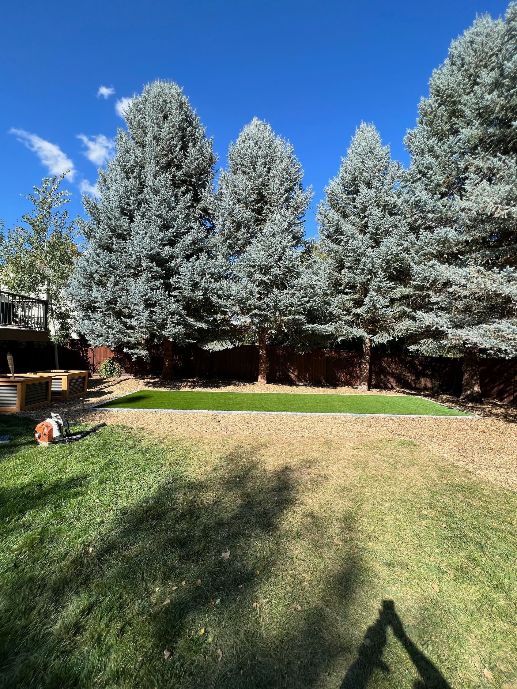 Lush backyard with blue spruce trees, patches of green grass, and a dog. Blue sky overhead.