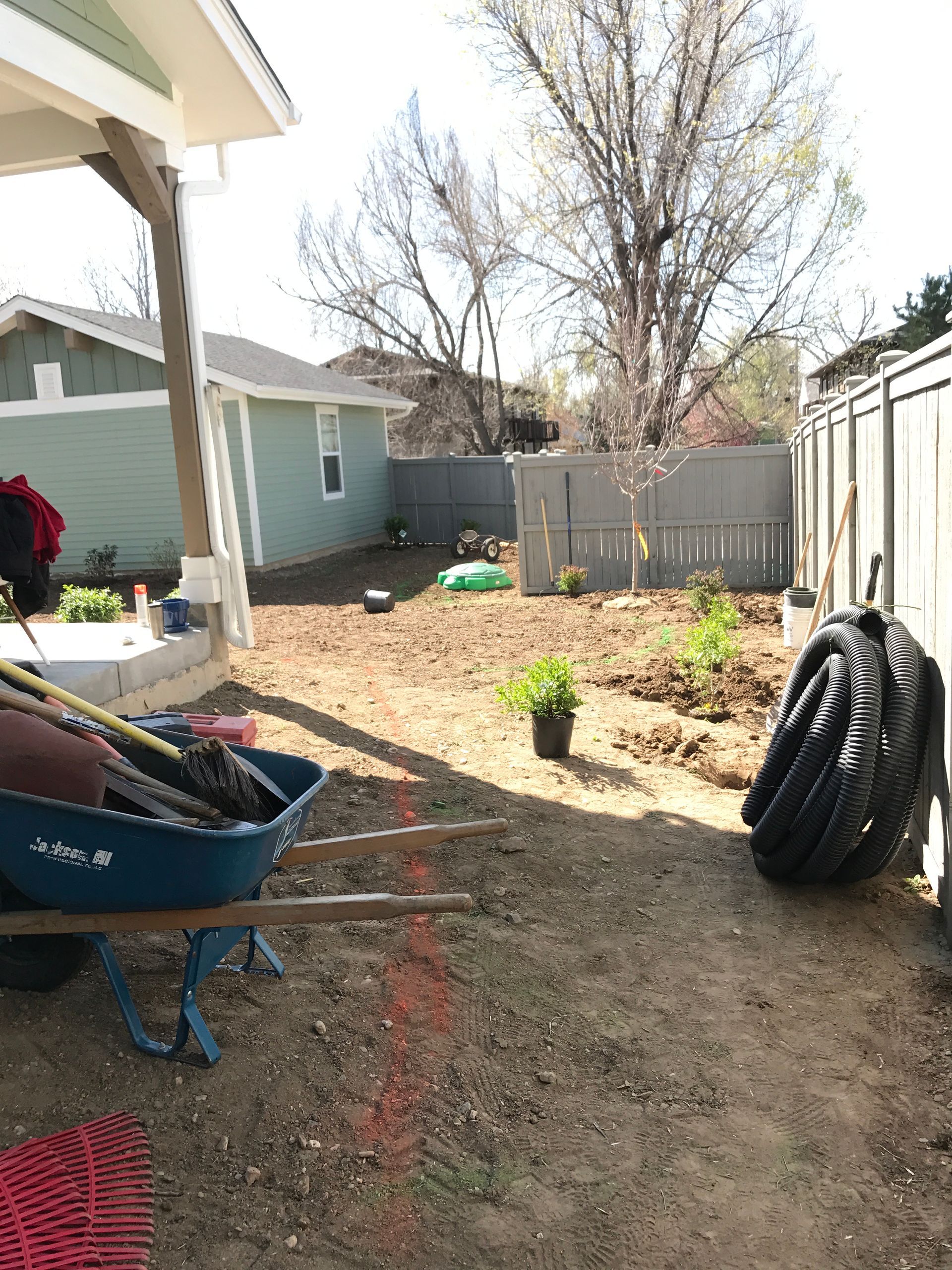 Backyard being prepped for gardening, with wheelbarrow, tools, and a newly planted bush.